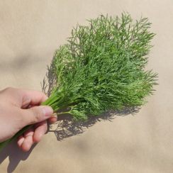 허브 딜 (dill) 생잎