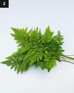 노무라 1단 로무라고사리 (플레이팅·장식용)